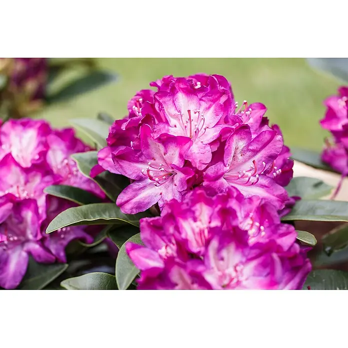 Pflanzen für dich Rhododendron 40-50 cm - Rhododendron 'Anatevka', Blütenfarbe: Violett - Bündel leuchtend pinker Rhododendronblüten mit weißen Zentren.