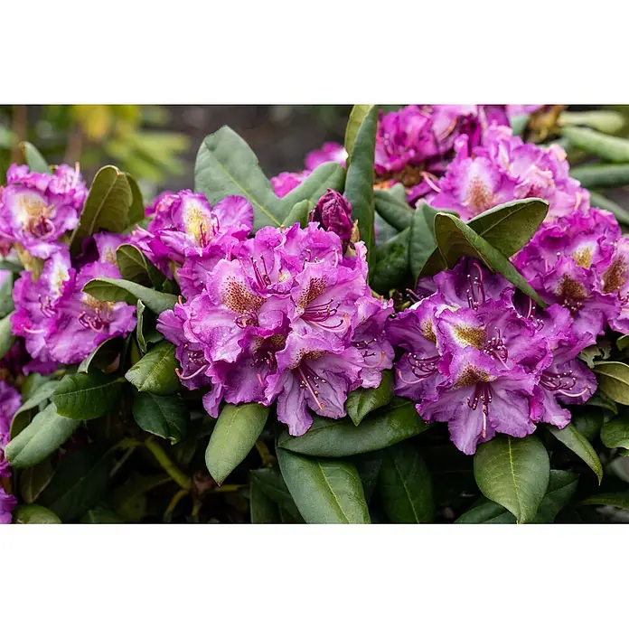Pflanzen für dich Rhododendron 40-50 cm - Rhododendron 'Anatevka', Blütenfarbe: Violett - Nahaufnahme leuchtend violetter Rhododendronblüten mit gesprenkelten Blütenblättern und grünen Blättern.