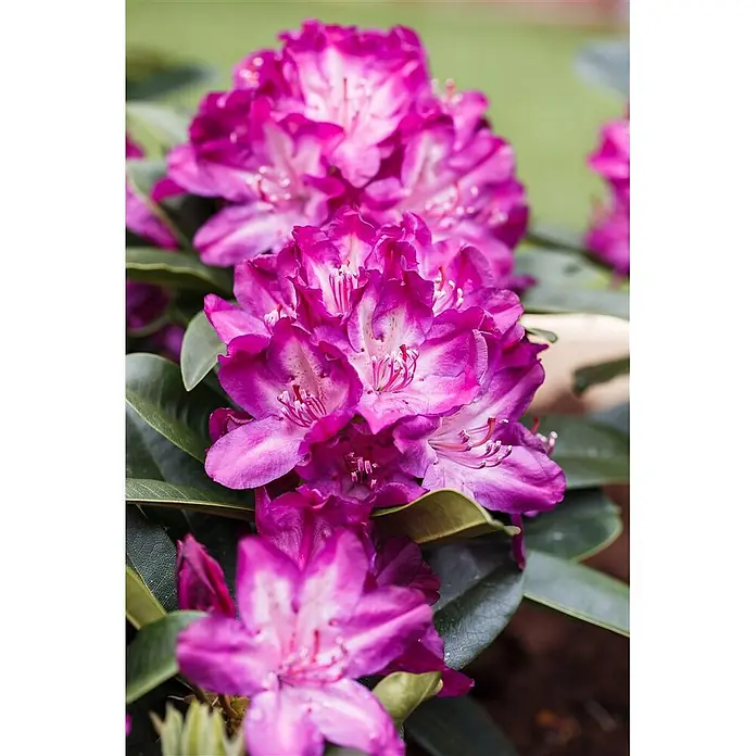 Pflanzen für dich Rhododendron 40-50 cm - Rhododendron 'Anatevka', Blütenfarbe: Violett - Üppiger Strauß leuchtend fuchsiafarbener Blüten mit weißen Zentren.