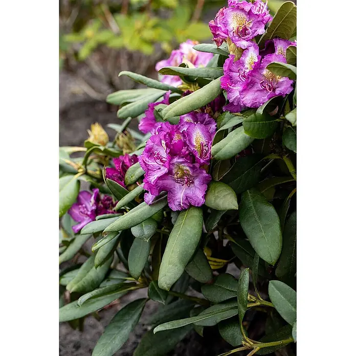 Pflanzen für dich Rhododendron 40-50 cm - Rhododendron 'Anatevka', Blütenfarbe: Violett - Nahaufnahme von leuchtend lila Rhododendronblüten mit grünen Blättern.