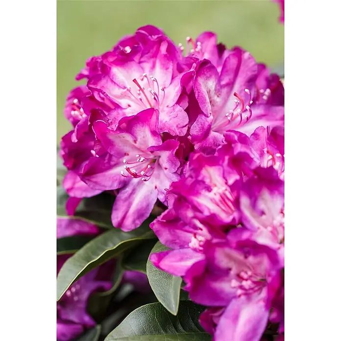Pflanzen für dich Rhododendron 40-50 cm - Rhododendron 'Anatevka', Blütenfarbe: Violett - Nahaufnahme von leuchtend fuchsiafarbenen Rhododendronblüten mit weißer Mitte und deutlichen Staubblättern, die ihre üppige Blüte zeigen.