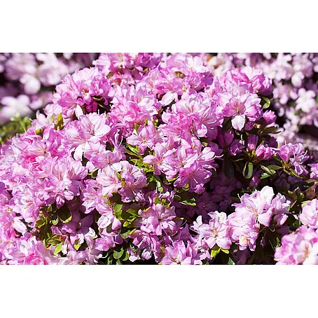 Pflanzen für dich  Rhododendron 15-20 cm
