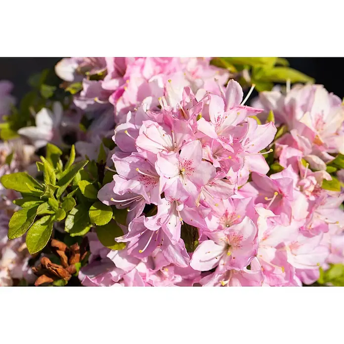 Pflanzen für dich Rhododendron 15-20 cm - Rhododendron obtusum 'Negligé', Blütenfarbe: Lila - Nahaufnahme leuchtend rosa Azaleenblüten mit grünen Blättern.