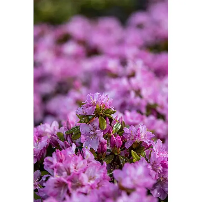 Pflanzen für dich Rhododendron 15-20 cm - Rhododendron obtusum 'Negligé', Blütenfarbe: Lila - Nahaufnahme leuchtend pinker Blumen mit grünen Blättern und Wassertropfen vor verschwommenem Blumenhintergrund.