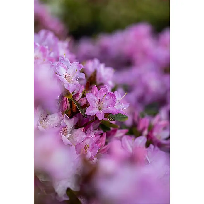 Pflanzen für dich Rhododendron 15-20 cm - Rhododendron obtusum 'Negligé', Blütenfarbe: Lila - Nahaufnahme von leuchtend rosa und violetten Rhododendronblüten mit zarten Blütenblättern und Wassertropfen, umgeben von verschwommenen Blüten.