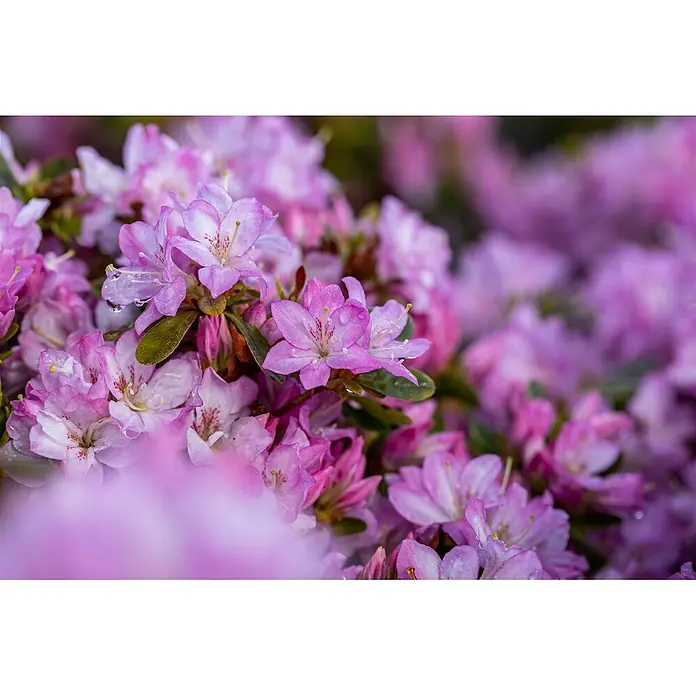 Pflanzen für dich Rhododendron 15-20 cm - Rhododendron obtusum 'Negligé', Blütenfarbe: Lila - Nahaufnahme blühender rosa und lila Rhododendronblüten mit Wassertropfen auf den Blütenblättern.