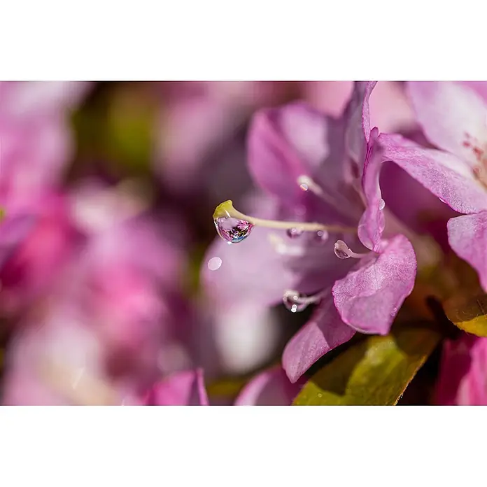 Pflanzen für dich Rhododendron 15-20 cm - Rhododendron obtusum 'Negligé', Blütenfarbe: Lila - Rosa Blüte mit glitzernden Wassertropfen, einer auf dem Stempel spiegelt die umgebenden Blüten wider.