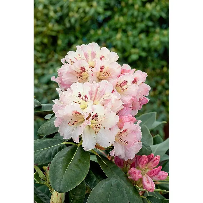 Pflanzen für dich Rhododendron 50-60 cm - Rhododendron 'Bellini', Blütenfarbe: Rosa - Gruppe hellrosa-weißer Rhododendronblüten mit roten Sprenkeln und rosa Knospen.