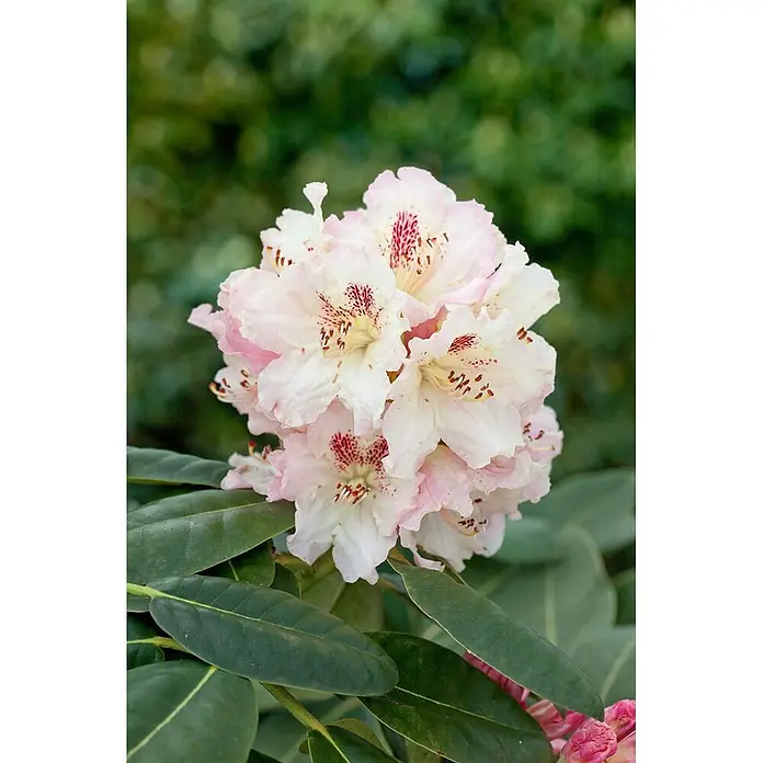 Pflanzen für dich Rhododendron 50-60 cm - Rhododendron 'Bellini', Blütenfarbe: Rosa - Eine Gruppe hellrosa Rhododendronblüten mit dunkelroten Sprenkeln auf den Blütenblättern, umgeben von grünen Blättern.