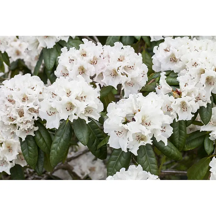 Pflanzen für dich Rhododendron 50-60 cm - Rhododendron 'Bellini', Blütenfarbe: Rosa - Weiße Blütenbüschel mit gesprenkelten Zentren und dunkelgrünen Blättern.