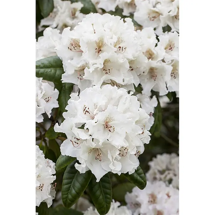Pflanzen für dich Rhododendron 50-60 cm - Rhododendron 'Bellini', Blütenfarbe: Rosa - Nahaufnahme weißer Blüten mit gekräuselten Blütenblättern und hellbraunen Sprenkeln, umgeben von dunkelgrünen Blättern.