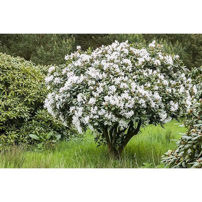 Pflanzen für dich Rhododendron 50-60 cm - Rhododendron 'Bellini', Blütenfarbe: Rosa - Großer, blühender Rhododendronbusch mit vielen weißen Blüten und üppig grünen Blättern.