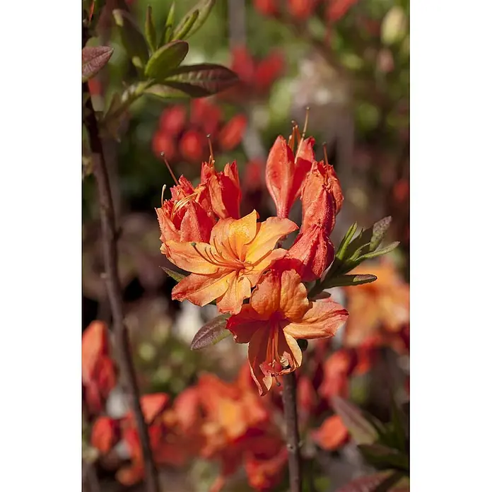 Pflanzen für dich Rhododendron 40-50 cm - Rhododendron luteum 'Rumba', Blütenfarbe: Rot - Ein leuchtender Blütenstand oranger Blumen mit sichtbaren Staubgefäßen und grünen Blättern auf einem Pflanzenstiel.