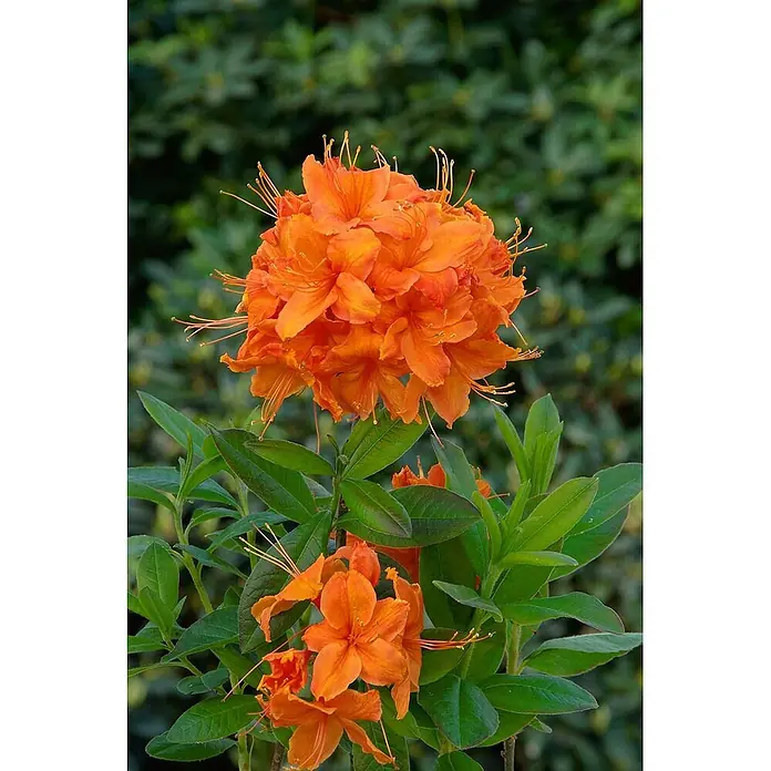 Pflanzen für dich Rhododendron 40-50 cm - Rhododendron luteum 'Rumba', Blütenfarbe: Rot - Leuchtend orange Azaleenblüten in voller Pracht an einer Pflanze mit saftig grünen Blättern.