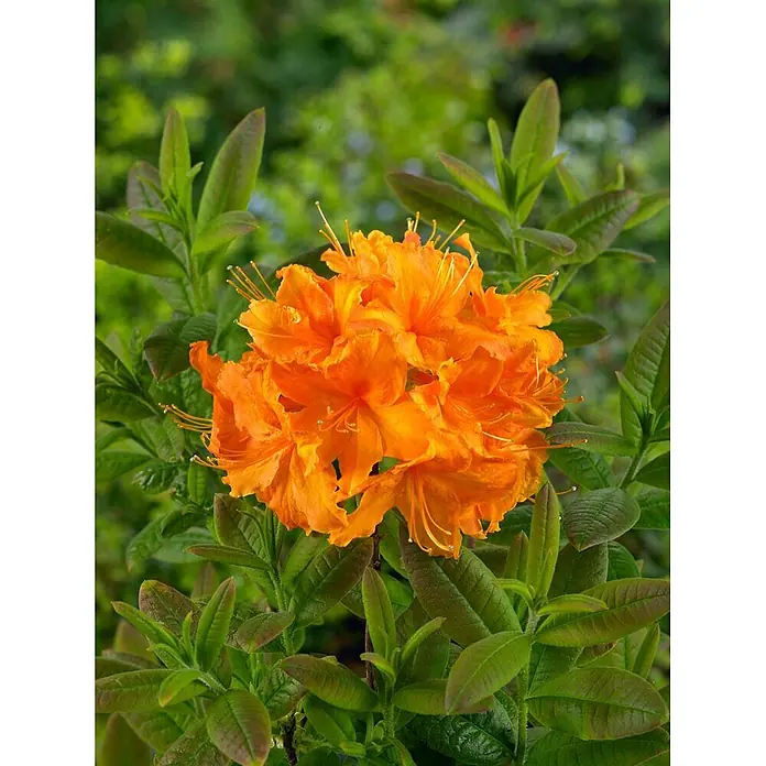 Pflanzen für dich Rhododendron 40-50 cm - Rhododendron luteum 'Rumba', Blütenfarbe: Rot - Leuchtend orangefarbene Blüten mit langen Staubfäden, umgeben von frischen grünen Blättern.