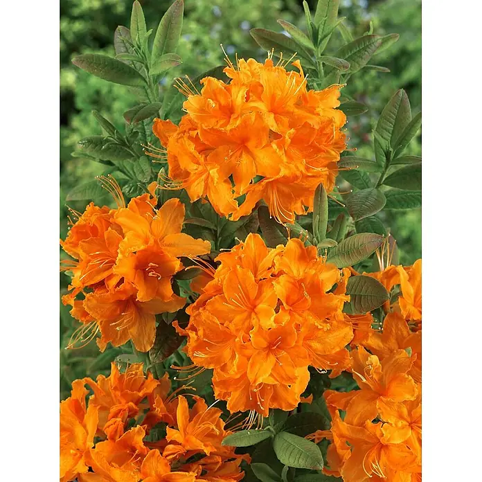 Pflanzen für dich Rhododendron 40-50 cm - Rhododendron luteum 'Rumba', Blütenfarbe: Rot - Lebhafte orangefarbene Azaleenblüten mit grünen Blättern, auf einem Strauch gruppiert.
