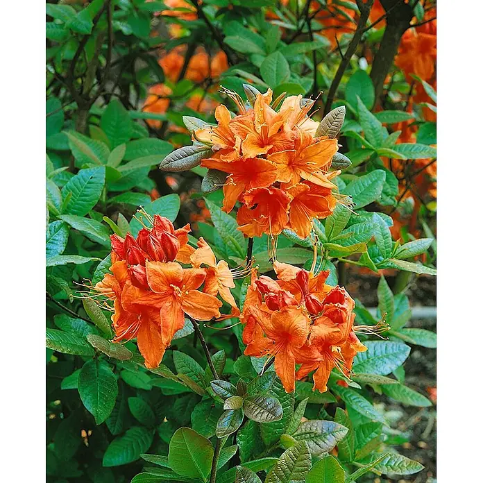 Pflanzen für dich Rhododendron 40-50 cm - Rhododendron luteum 'Rumba', Blütenfarbe: Rot - Leuchtend orangefarbene, azaleenartige Blüten in voller Blüte, eingebettet in üppiges grünes Laub.