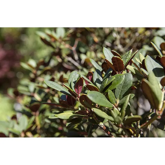 Pflanzen für dich Rhododendron 25-30 cm - Rhododendron neriiflorum 'Burletta', Blütenfarbe: Rot - Grüne und rötliche Blätter an einem Busch.