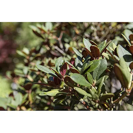 Pflanzen für dich  Rhododendron 25-30 cm