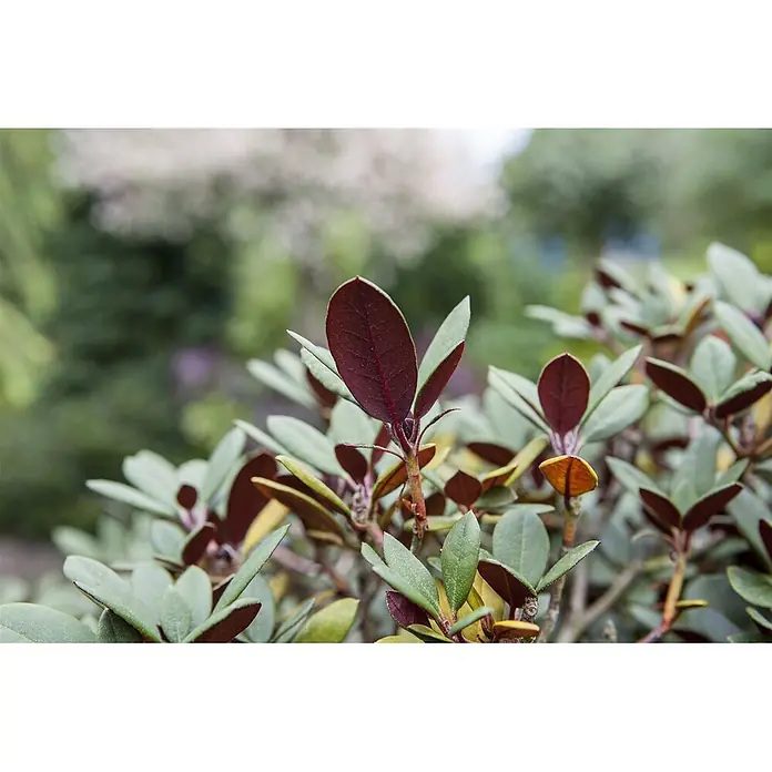 Pflanzen für dich Rhododendron 25-30 cm - Rhododendron neriiflorum 'Burletta', Blütenfarbe: Rot - Pflanze mit dunkelroten und grünen ovalen Blättern, teils junger Austrieb.