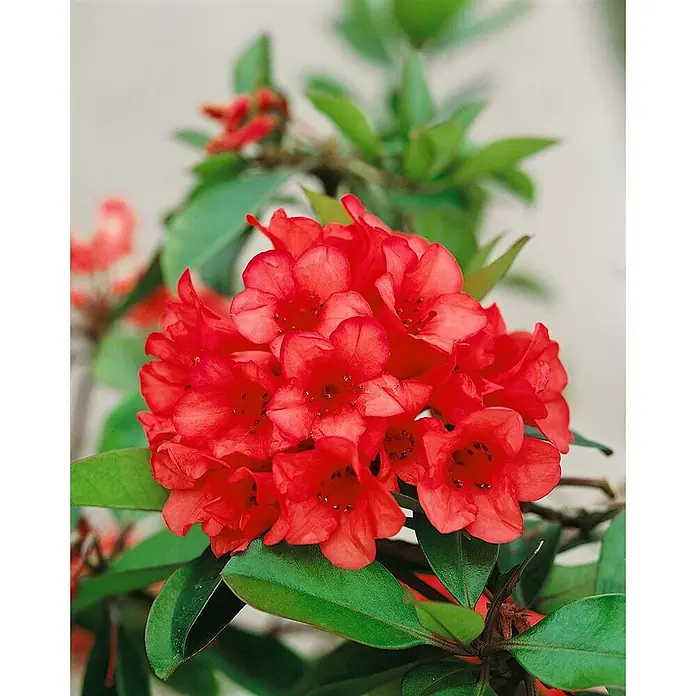 Pflanzen für dich Rhododendron 25-30 cm - Rhododendron neriiflorum 'Burletta', Blütenfarbe: Rot - Gruppe leuchtend roter Rhododendronblüten mit grünen Blättern.