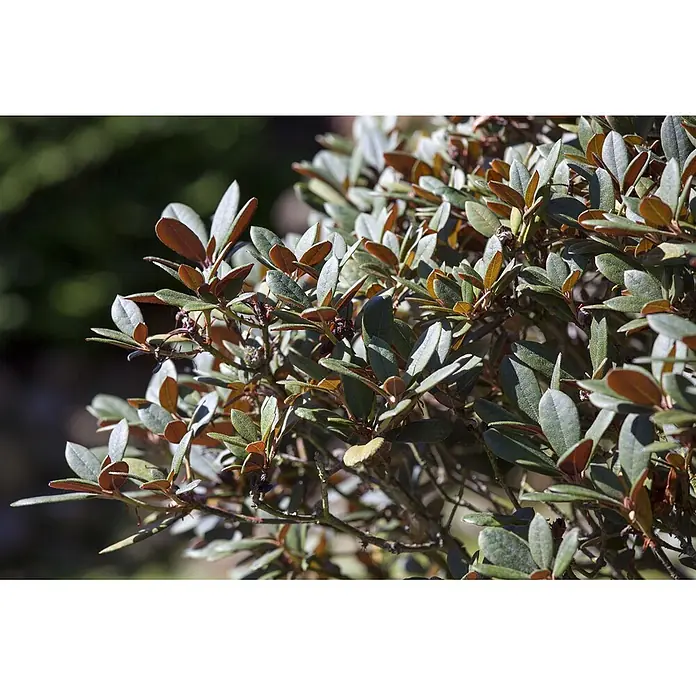 Pflanzen für dich Rhododendron 25-30 cm - Rhododendron neriiflorum 'Burletta', Blütenfarbe: Rot - Nahaufnahme eines Strauches mit grünen und rötlich-braunen Blättern und braunen Stielen.