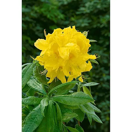 Pflanzen für dich  Rhododendron 40-50 cm