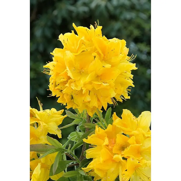 Pflanzen für dich Rhododendron 40-50 cm - Rhododendron luteum 'Goldstück', Blütenfarbe: Gelb - Leuchtend gelbe Azaleenblüten dicht blühend.