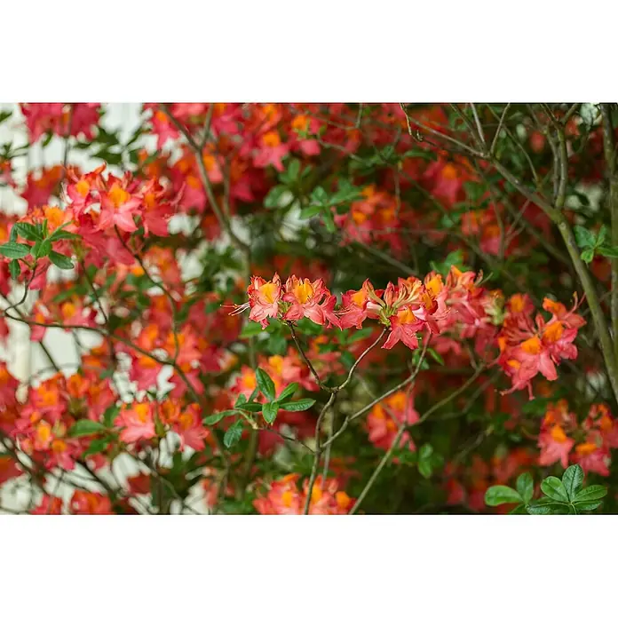 Pflanzen für dich Rhododendron 60 cm - Rhododendron luteum 'Royal Command', Blütenfarbe: Orange - Leuchtend rot-orange Blüten mit gelben Zentren an grünen Zweigen.