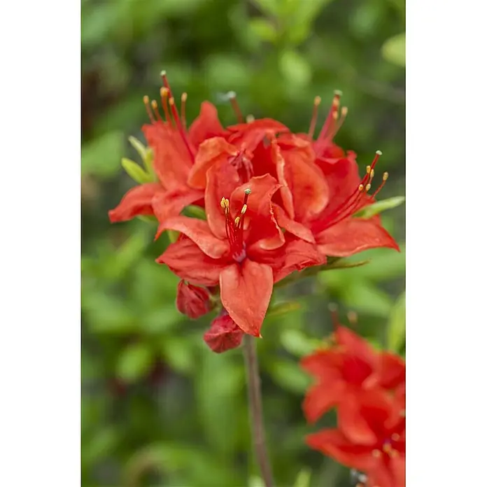 Pflanzen für dich Rhododendron 60 cm - Rhododendron luteum 'Royal Command', Blütenfarbe: Orange - Lebhaft orangefarbene Blüten mit auffälligen gelben Staubblättern und zarten Blütenblättern an einem Stiel.