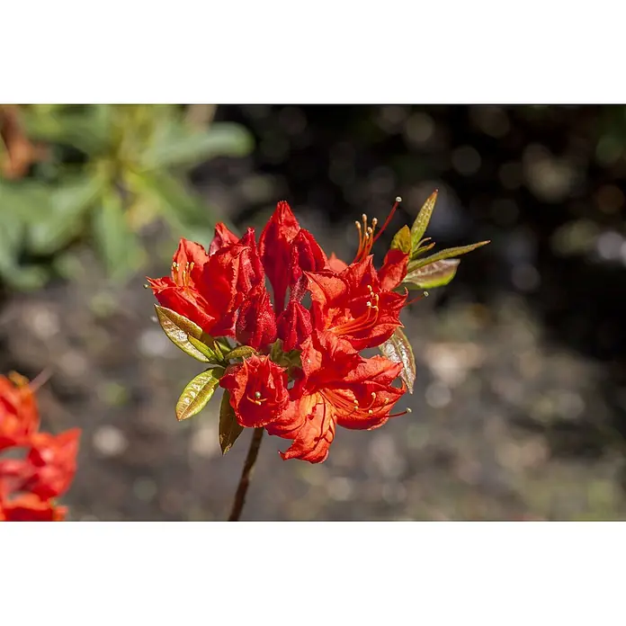 Pflanzen für dich Rhododendron 60 cm - Rhododendron luteum 'Royal Command', Blütenfarbe: Orange - Ein lebhaftes Büschel roter azaleenartiger Blüten, einige knospend, mit sichtbaren gelben Staubblättern, an einem schlanken Stiel.