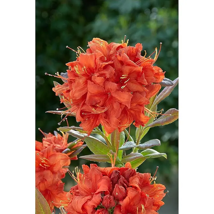 Pflanzen für dich Rhododendron 60 cm - Rhododendron luteum 'Royal Command', Blütenfarbe: Orange - Lebendige orangefarbene Blüten dicht beieinander, mit langen gelben Staubgefäßen.