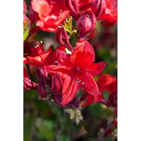 Pflanzen für dich  Rhododendron 60 cm