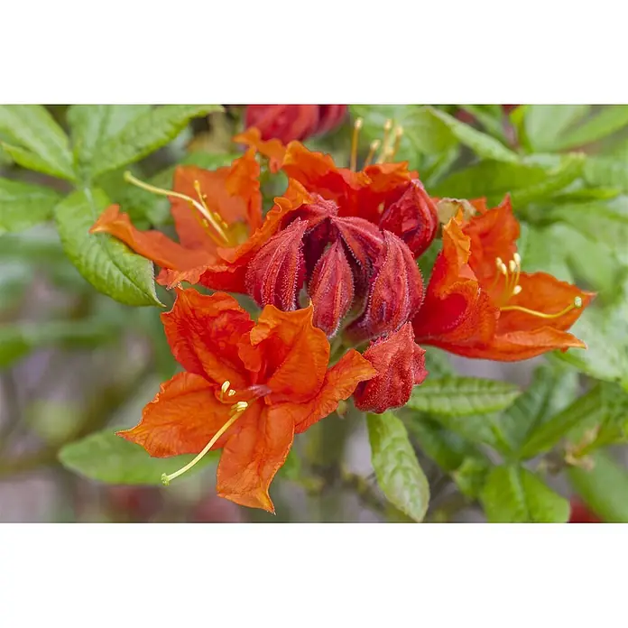 Pflanzen für dich Rhododendron 60 cm - Rhododendron luteum 'Royal Command', Blütenfarbe: Orange - Lebhaft rot-orange Azaleenblüten, einige ganz geöffnet mit langen Staubgefäßen, andere samtige, behaarte Knospen zwischen grünen Blättern.