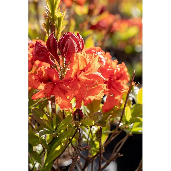 Pflanzen für dich Rhododendron 40-50 cm - Rhododendron luteum 'Gibraltar', Blütenfarbe: Orange - Lebhaft orange-rote Blüten und Knospen mit grünem Laub, hell beleuchtet.