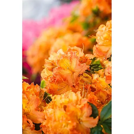 Pflanzen für dich  Rhododendron 40-50 cm