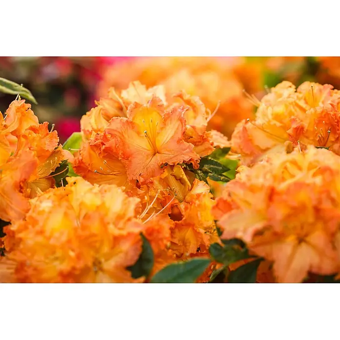 Pflanzen für dich Rhododendron 40-50 cm - Rhododendron luteum 'Gibraltar', Blütenfarbe: Orange - Lebhaft orangefarbene Blüten mit Rüschenblättern und gelben Zentren.