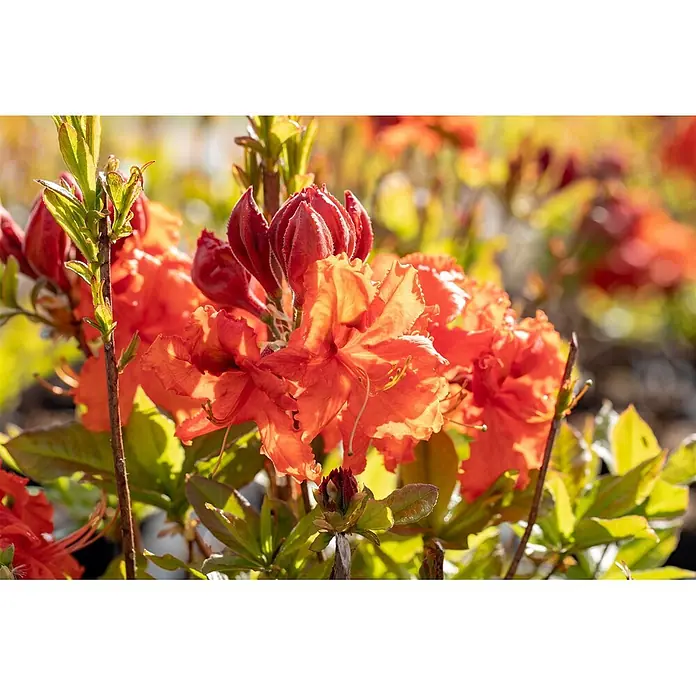 Pflanzen für dich Rhododendron 40-50 cm - Rhododendron luteum 'Gibraltar', Blütenfarbe: Orange - Lebhaft orangefarbene Azaleenblüten in voller Blüte mit dunkelroten Knospen und grünem Laub an einem Strauch im Sonnenlicht.