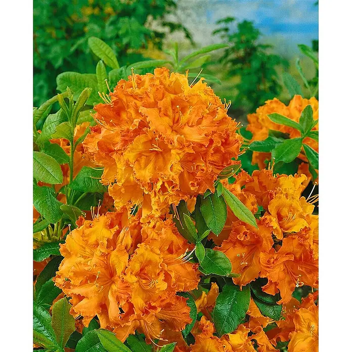 Pflanzen für dich Rhododendron 40-50 cm - Rhododendron luteum 'Gibraltar', Blütenfarbe: Orange - Lebendige orangefarbene Blüten in voller Blüte, gruppiert auf einem grünen Strauch.