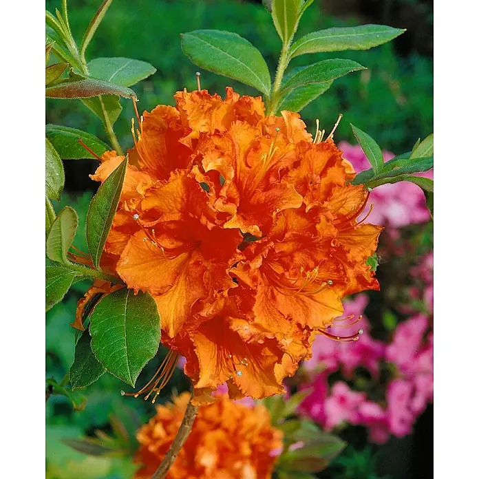 Pflanzen für dich Rhododendron 40-50 cm - Rhododendron luteum 'Gibraltar', Blütenfarbe: Orange - Lebendige orange Blüten mit grünen Blättern.