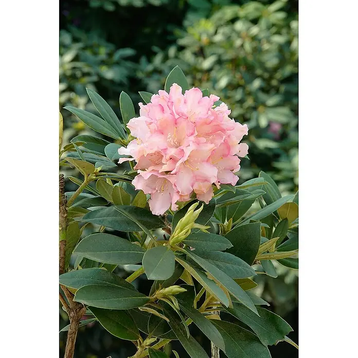 Pflanzen für dich Rhododendron 20-25 cm - Rhododendron yakushimanum 'Dreamland', Blütenfarbe: Rosa - Nahaufnahme eines leuchtend rosa blühenden Rhododendronbusches mit grünen Blättern.