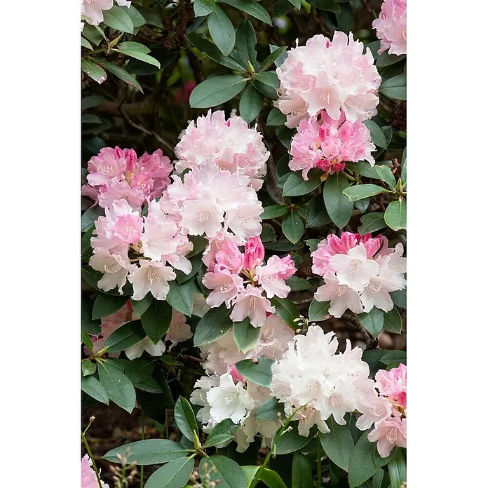 Pflanzen für dich Rhododendron 20-25 cm - Rhododendron yakushimanum 'Dreamland', Blütenfarbe: Rosa - Dichte Ansammlungen hellrosa und weißer Rhododendronblüten mit grünen Blättern.