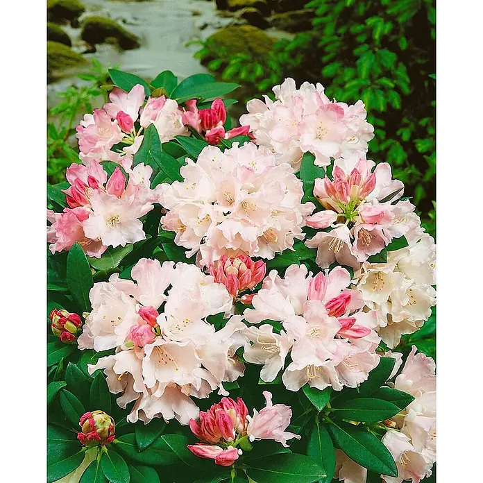 Pflanzen für dich Rhododendron 20-25 cm - Rhododendron yakushimanum 'Dreamland', Blütenfarbe: Rosa - Üppige Ansammlung zartrosa Rhododendronblüten mit dunkleren rosafarbenen Knospen.