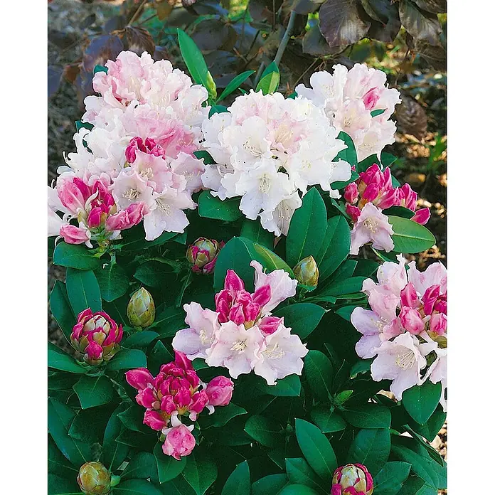 Pflanzen für dich Rhododendron 20-25 cm - Rhododendron yakushimanum 'Dreamland', Blütenfarbe: Rosa - Weiße und rosa Rhododendronblüten in voller Blüte mit einigen geschlossenen magentafarbenen Knospen.