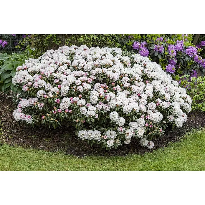 Pflanzen für dich Rhododendron 20-25 cm - Rhododendron yakushimanum 'Dreamland', Blütenfarbe: Rosa - Üppiger Rhododendronbusch mit vielen weißen Blüten und rosa Knospen im Garten.