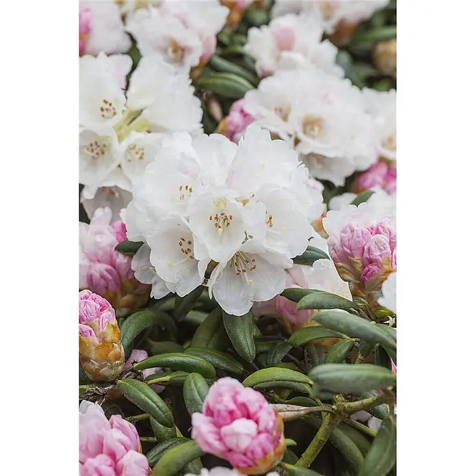 Pflanzen für dich Rhododendron 20-25 cm - Rhododendron yakushimanum 'Dreamland', Blütenfarbe: Rosa - Nahaufnahme weißer Rhododendronblüten mit rosa Knospen und grünen Blättern.