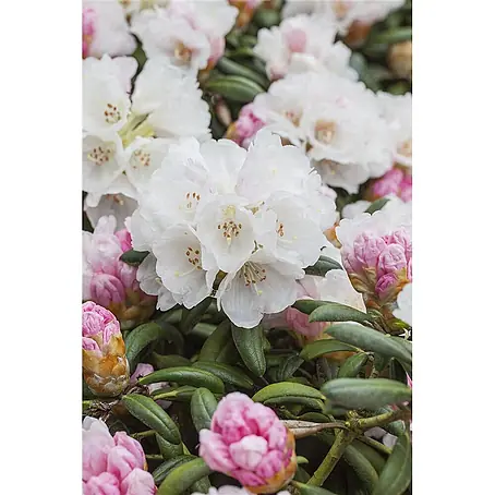 Pflanzen für dich  Rhododendron 30-40 cm
