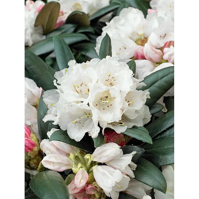 Pflanzen für dich Rhododendron 30-40 cm - Rhododendron bureavii 'Hydon Velvet', Blütenfarbe: Weiß - Dichte Gruppe weißer Rhododendronblüten mit gelben Staubgefäßen, dunkelgrünen Blättern und rosa Knospen.