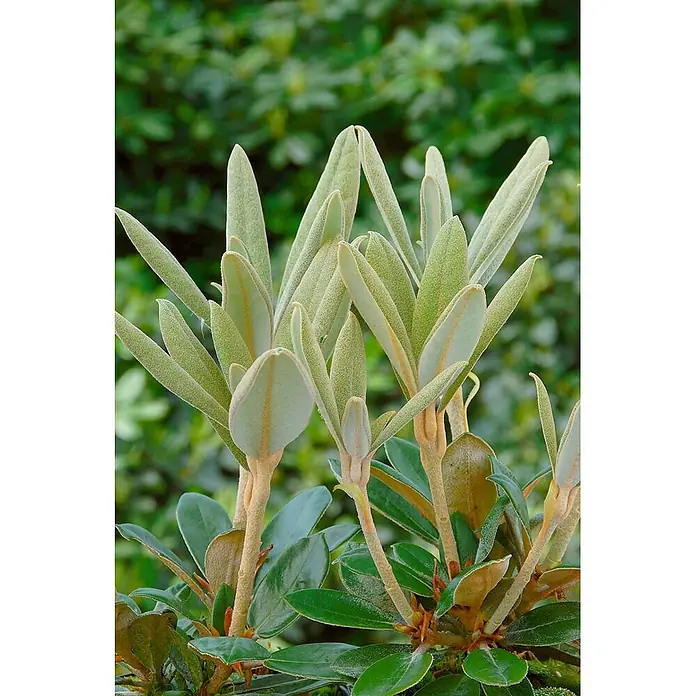 Pflanzen für dich Rhododendron 30-40 cm - Rhododendron bureavii 'Hydon Velvet', Blütenfarbe: Weiß - Junge hellgrüne, flaumige Blätter einer Pflanze, einige mit gelben Mittelrippen.