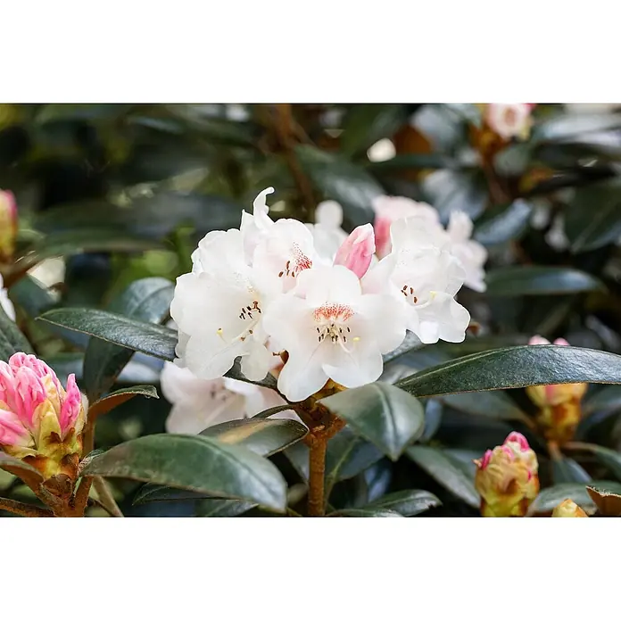 Pflanzen für dich Rhododendron 30-40 cm - Rhododendron bureavii 'Hydon Velvet', Blütenfarbe: Weiß - Eine Gruppe weißer und rosa Rhododendronblüten blüht inmitten dunkelgrüner Blätter, mit mehreren rosa Knospen.